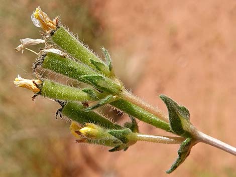 Whitestem Blazingstar (Mentzelia albicaulis)