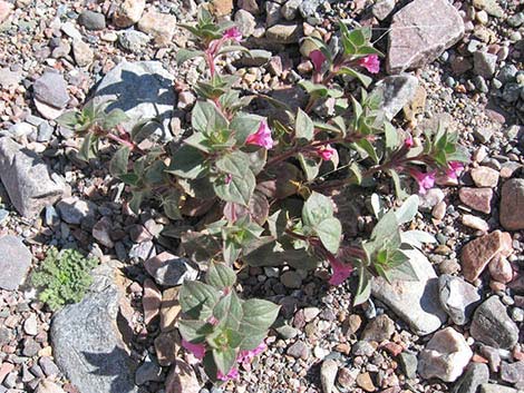 Bigelow's Monkeyflower (Mimulus bigelovii)