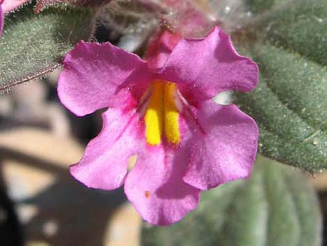 Bigelow's Monkeyflower (Mimulus bigelovii)