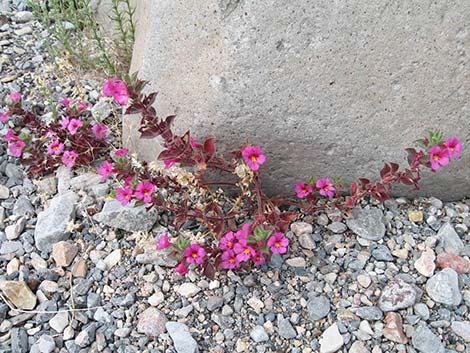 Bigelow's Monkeyflower (Mimulus bigelovii)