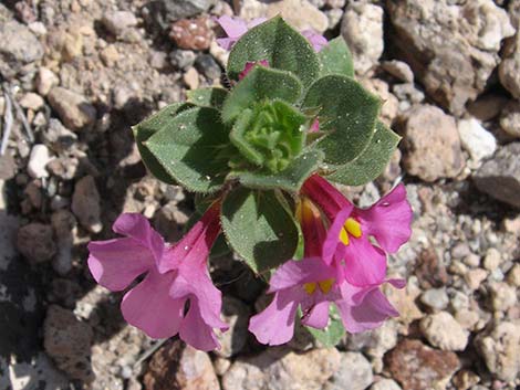 Bigelow's Monkeyflower (Mimulus bigelovii)