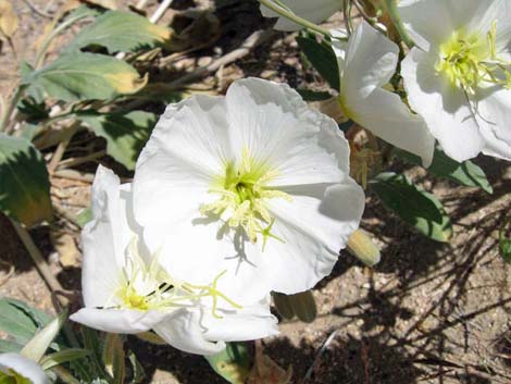 Birdcage Evening Primrose (Oenothera deltoides)