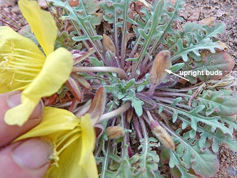 Desert Evening Primrose (Oenothera primiveris)