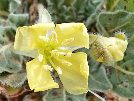 Desert Evening Primrose (Oenothera primiveris)