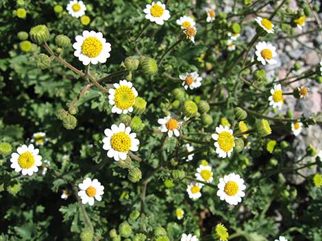 Emory's Rockdaisy (Perityle emoryi)