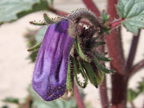 Desertbells (Phacelia campanularia ssp. vasiformis)