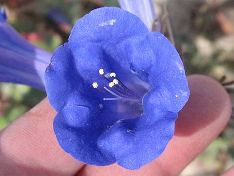 Desertbells (Phacelia campanularia ssp. vasiformis)