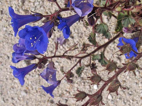 Desertbells (Phacelia campanularia ssp. vasiformis)