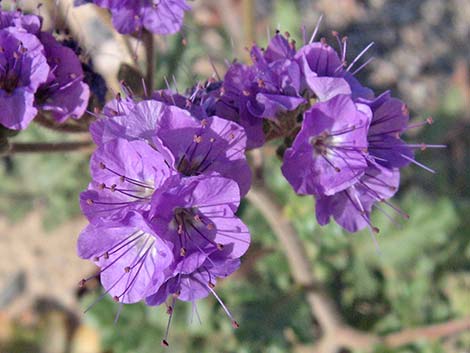 Notch-leaf Phacelia (Phacelia crenulata)