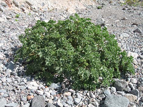 Pedicellate Phacelia (Phacelia pedicellata)