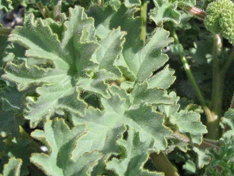 Pedicellate Phacelia (Phacelia pedicellata)