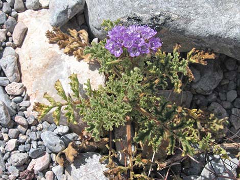 Pedicellate Phacelia (Phacelia pedicellata)