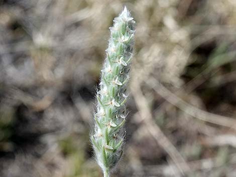 Woolly Plantain (Plantago patagonica)