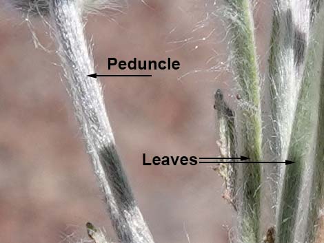 Woolly Plantain (Plantago patagonica)