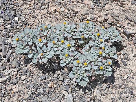 Velvet Turtleback (Psathyrotes ramosissima)