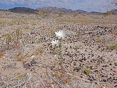 Desert Chicory (Rafinesquia neomexicana)