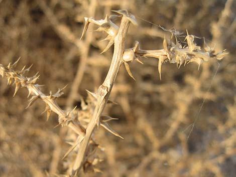 Prickly Russian Thistle (Salsola paulsenii)