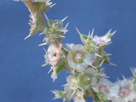 Prickly Russian Thistle (Salsola paulsenii)