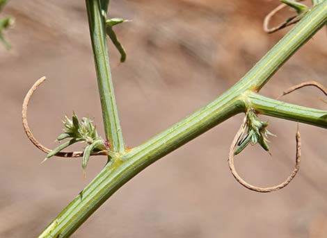 Prickly Russian Thistle (Salsola paulsenii)