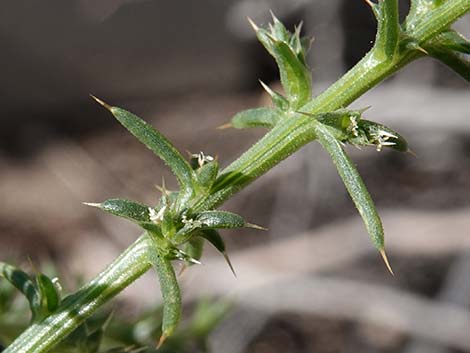 Prickly Russian Thistle (Salsola paulsenii)