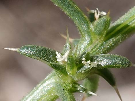 Prickly Russian Thistle (Salsola paulsenii)