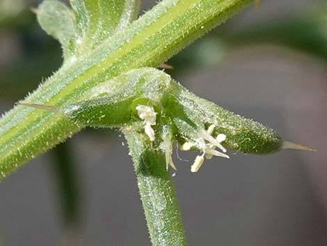 Prickly Russian Thistle (Salsola paulsenii)