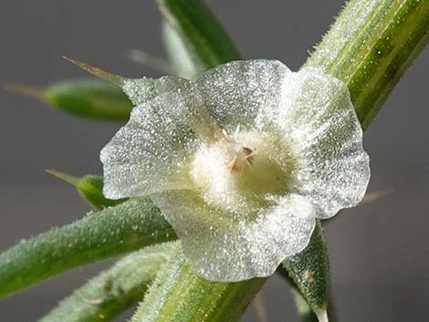 Prickly Russian Thistle (Salsola paulsenii)