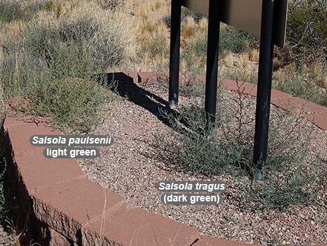 Prickly Russian Thistle (Salsola tragus)