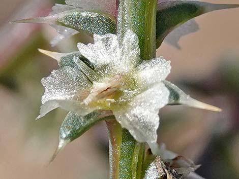 Prickly Russian Thistle (Salsola tragus)