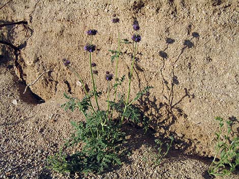 Chia (Salvia columbariae)