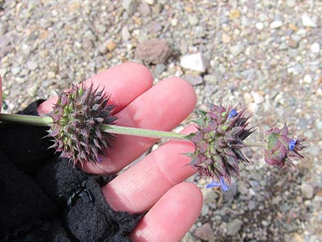 Chia (Salvia columbariae)