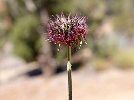 Chia (Salvia columbariae)