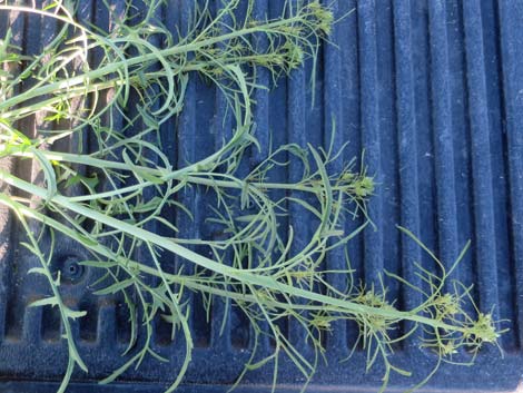 Tall Tumblemustard (Sisymbrium altissimum)