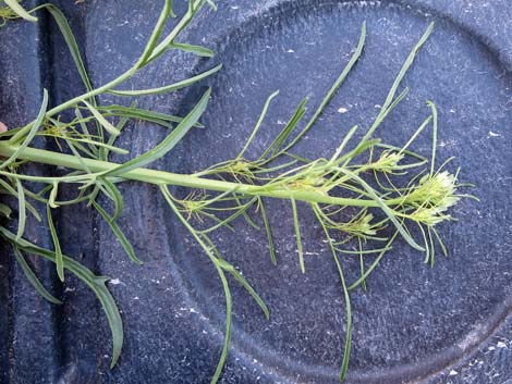 Tall Tumblemustard (Sisymbrium altissimum)