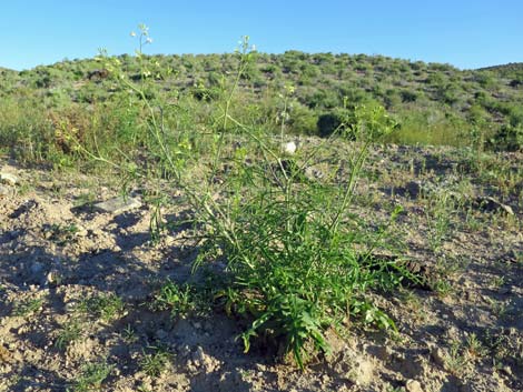 Tall Tumblemustard (Sisymbrium altissimum)