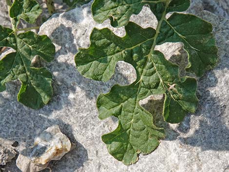 Buffalobur Nightshade (Solanum rostratum)