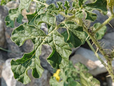 Buffalobur Nightshade (Solanum rostratum)