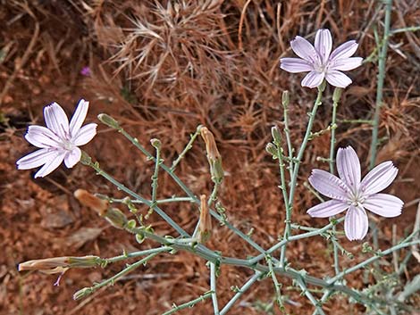 Small Wirelettuce (Stephanomeria exigua)