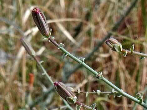 Small Wirelettuce (Stephanomeria exigua)