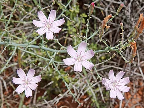 Small Wirelettuce (Stephanomeria exigua)