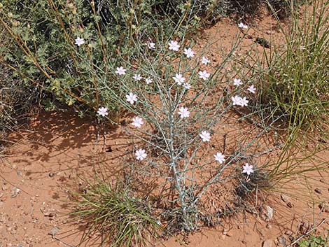 Small Wirelettuce (Stephanomeria exigua)