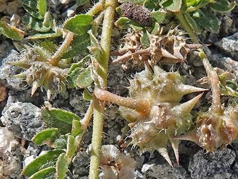 Puncturevine (Tribulus terrestris)