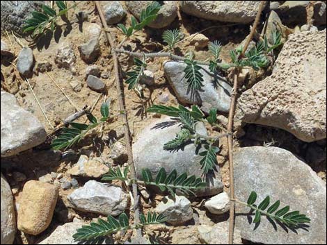 Puncturevine (Tribulus terrestris)