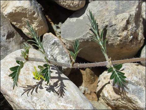 Puncturevine (Tribulus terrestris)