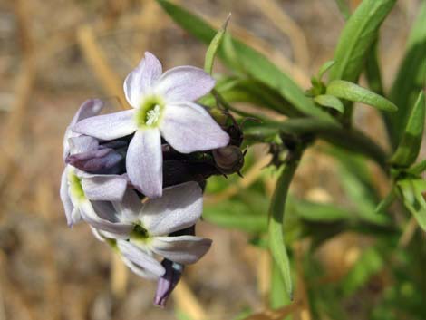 Woolly Bluestar (Amsonia tomentosa)