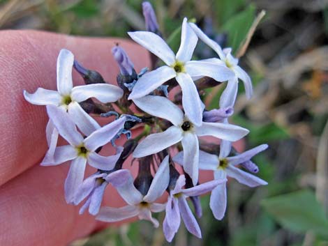 Woolly Bluestar (Amsonia tomentosa)