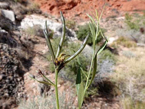 Woolly Bluestar (Amsonia tomentosa)