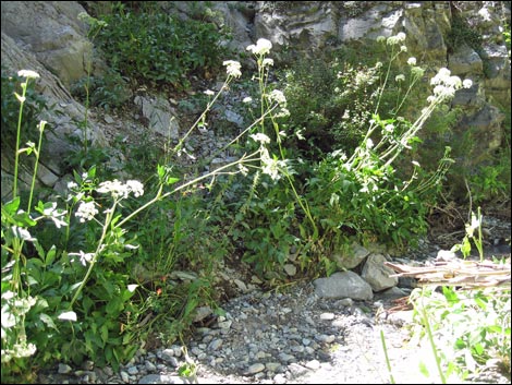 Charleston Mountain Angelica (Angelica scabrida)