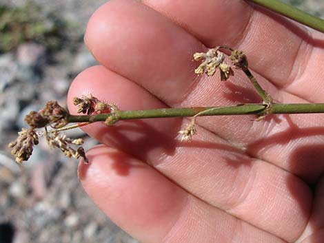 Anulocaulis annulatus (valley ringstem)