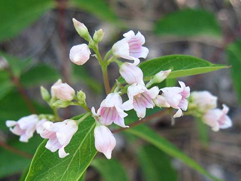 Spreading Dogbane (Apocynum androsaemifolium)